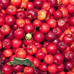Acerola cseresznye kivonat