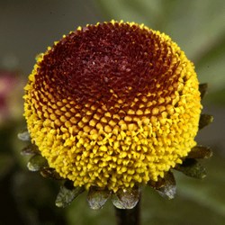 Acmella kivonat