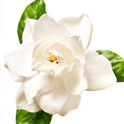 Gardenia kivonat