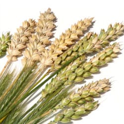 Hidrolizált búza protein