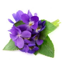 Illatos ibolya kivonat