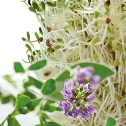 Bio Lucerna kivonat