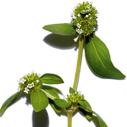 Mitracarpe kivonat