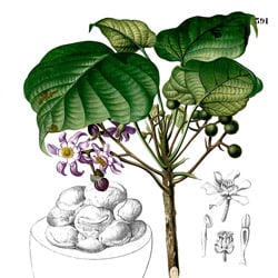 Chal mogra olaj