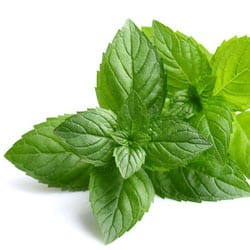 Bio Borsmentaolaj
