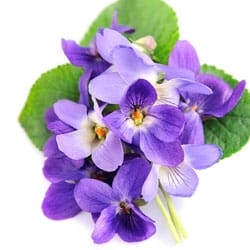 Illatos ibolya olaj