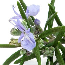 Bio Rozmaring kivonat