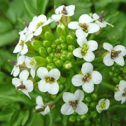 Vizitorma kivonat