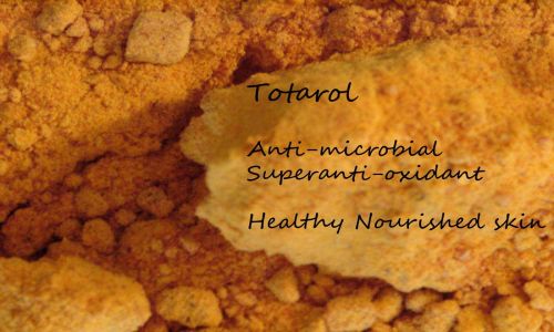 Totarol a szuper antioxidáns